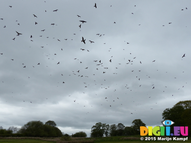 FZ015267 Count the Red kites (Milvus milvus)